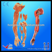 ISO Anatomical Model of Upper Limb Muscles